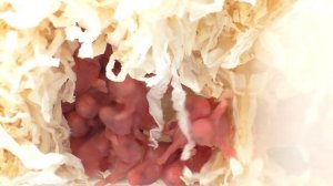 СКОЛЬКО РОДИЛОСЬ ХОМЯЧАТ / СЧИТАЕМ ХОМКИ / НОВОРОЖДЕННЫЕ ХОМЯЧКИ / Alisa Easy Pets