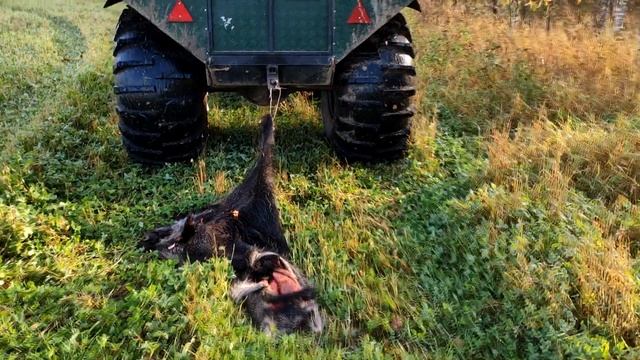 ОХОТА НА ВОЛКА //ПОДГОТОВКА..//ТАСКАЕМ ШКУРУ КАБАНА. смотреть онлайн