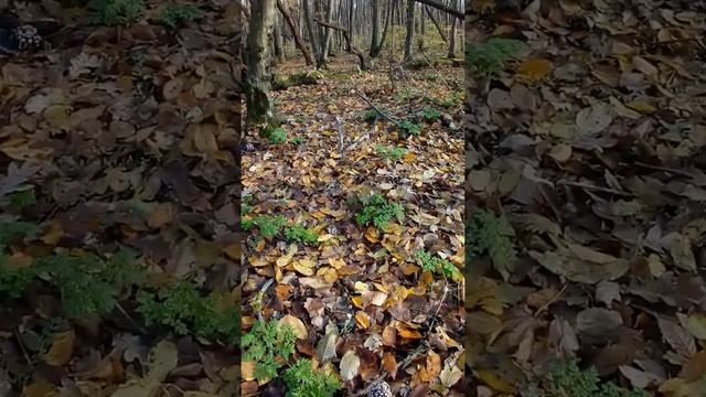 Навозник сорочий - Coprinopsis picacea смотреть онлайн