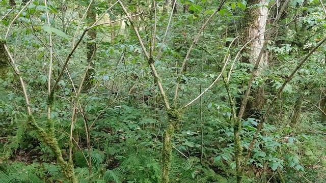 КАШТАНЫ В СОЧИНСКОМ ЛЕСУ | Вкусные каштаны под ногами