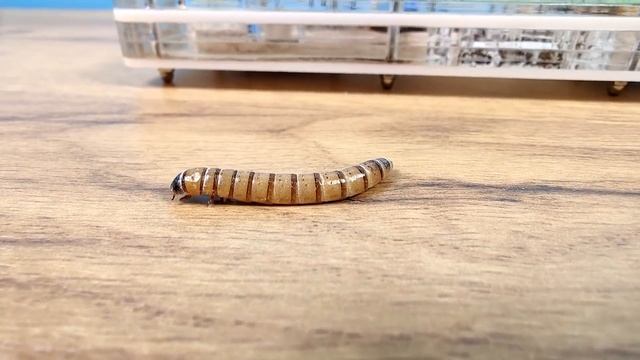 Битва огромного зофобаса с муравьями! Запрещенное видео! смотреть онлайн