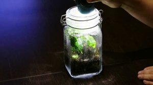 Как сделать замкнутую экосистему #2 (Closed Ecological System)