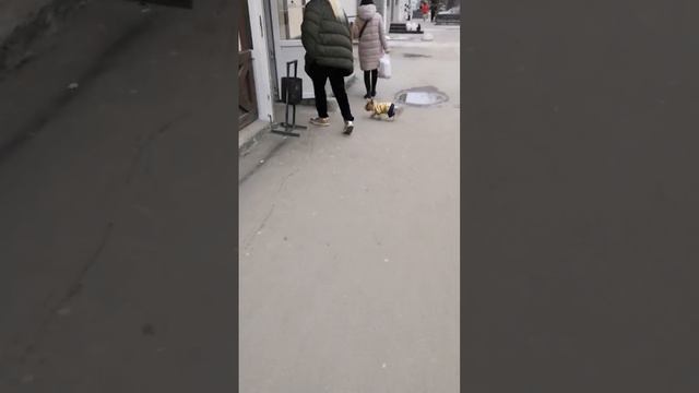 собачка в попонке смотреть онлайн