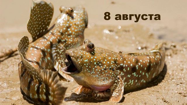 А что умеешь ты? | Усатые, пернатые и хвостатые смотреть онлайн