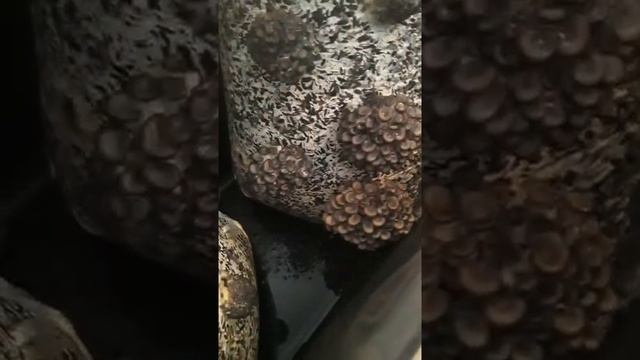 Грибы в гараже смотреть онлайн