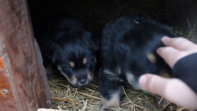 Щенки ротвейлера!!!!!!! смотреть онлайн