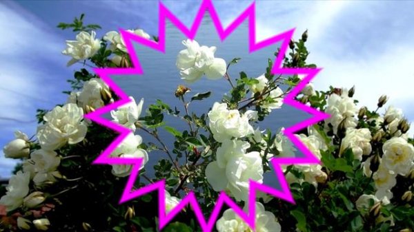 В. А. Титченко - «Шиповник»