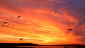 Футаж №89 Закат и птицы