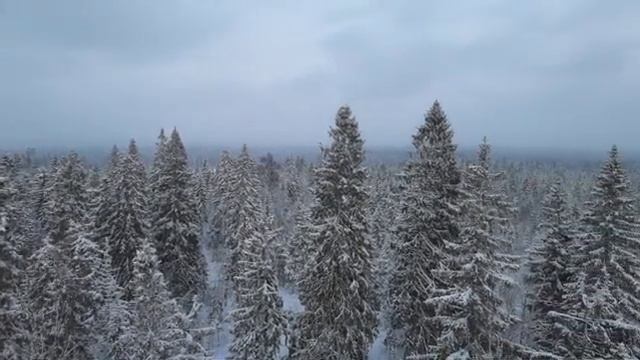Вид со смотровой вышки на лес на горе Рыжоха. Национальный парк "Валдайский" смотреть онлайн