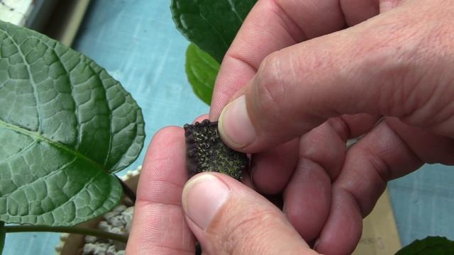 Part 2 - It Popped! (Part 1 - Weird and Wonderful Flowers: Harvesting Dorstenia bahiensis seeds) смотреть онлайн
