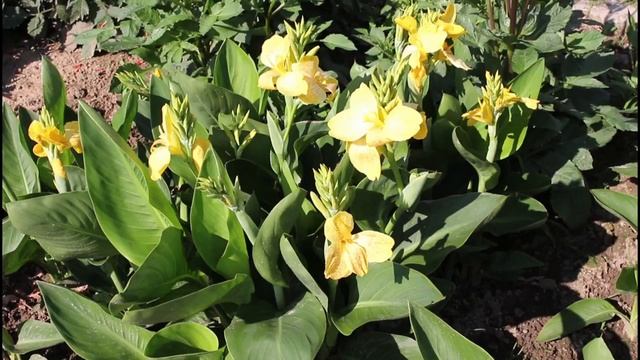 Indisches Blumenrohr (Canna indica) Flower ✔ смотреть онлайн