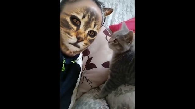 Pets React To Cat Filter Compilation ? смотреть онлайн