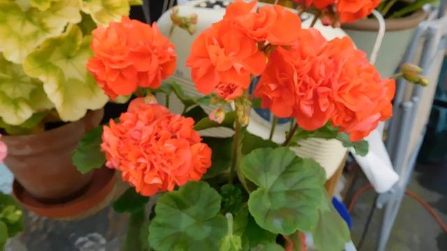 3 lollipops and my favourite golden leaf pelargonium. смотреть онлайн