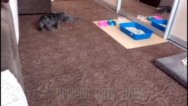 Дачные котята #3 смотреть онлайн