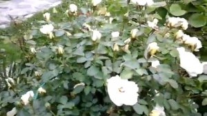 роза джей пи коннел J.P.Connell Svejda, 1987