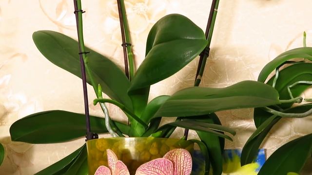 Результаты цветения при использовании лампы от Марс Гидро! смотреть онлайн