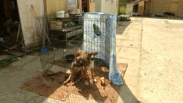 Защита животных в Калуге смотреть онлайн