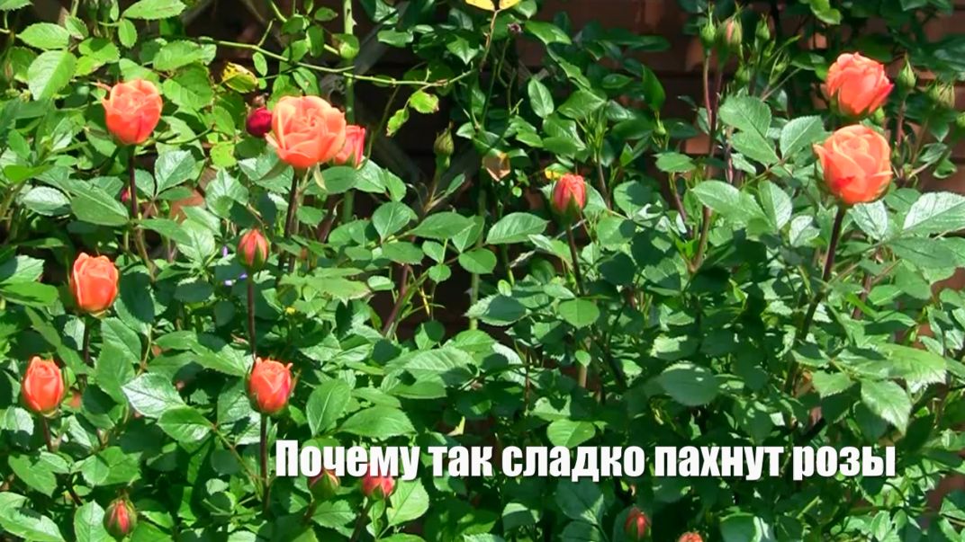 Почему так сладко пахнут розы смотреть онлайн