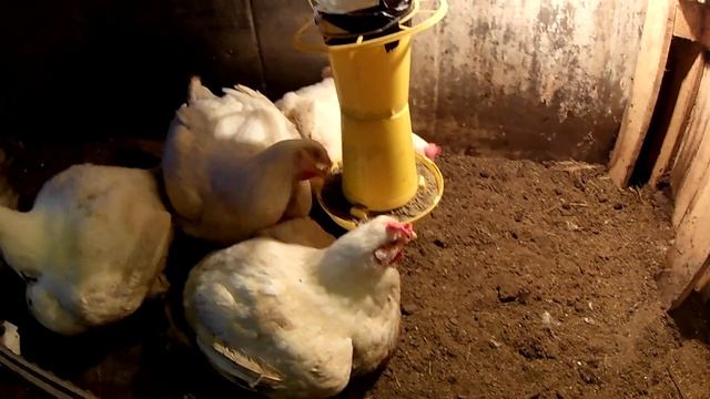 Бройлера КОББ 500 \\ 4 месяца первые ЯЙЦА\\