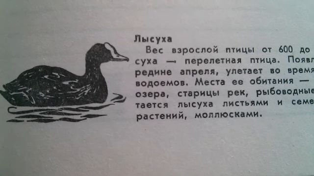 Лысуха - Перелётная птица смотреть онлайн