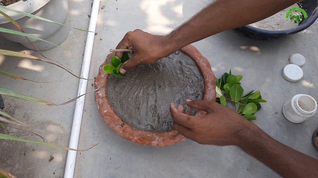 Propagation of Ficus Plant From Cutting / How to Grow Any Ficus From Cutting With 100% Results 🌱 смотреть онлайн