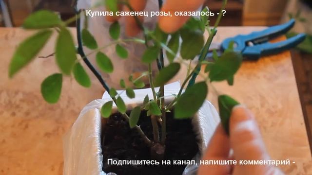 Покупка саженца розы весной. На что обращать внимание при покупке саженцев роз. Обман в коробке. смотреть онлайн