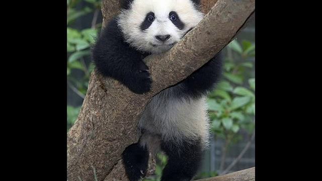 «Жизнь диких животных». Панда смотреть онлайн