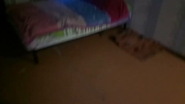 Ротвейлер Зевс и игра смотреть онлайн