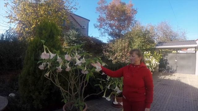 Бругмансия – уход и выращивание. Ангельские трубы. Brugmansia. Angel Trumpets. смотреть онлайн