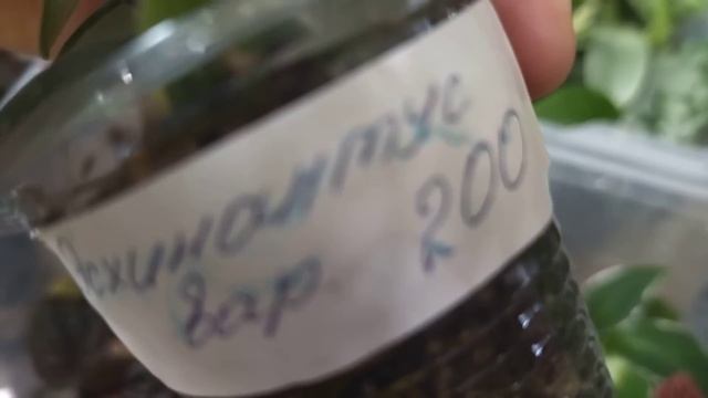 17-18 сентября 2022 г.Выставка комнатных растений .Краснодар .ТРЦ Галактика. смотреть онлайн