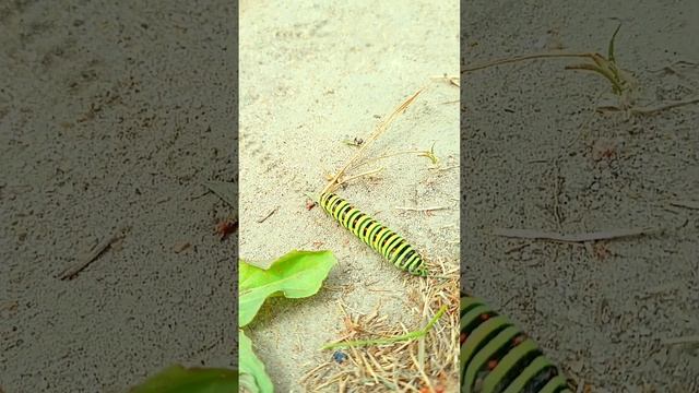 Гусеница бабочки махаона l Красная книга l Природа Брянск #shorts смотреть онлайн