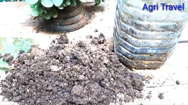 গন্ধরাজ ফুল গাছের কলমের টব স্থানান্তরের পদ্ধতি | Way to grafted Gardenia Tub Transfer By Agri Trave смотреть онлайн