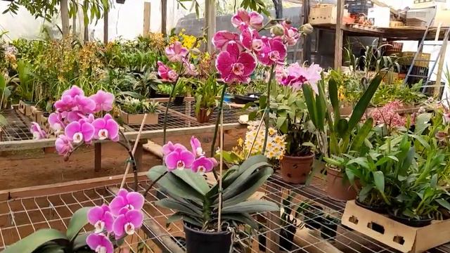 Para você ama phalaenopsis! смотреть онлайн
