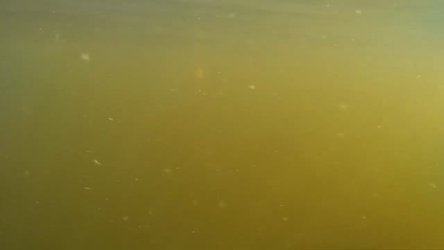 Рыбалка на поплавок с лодки летом. Бешенный клев крупной плотвы. смотреть онлайн