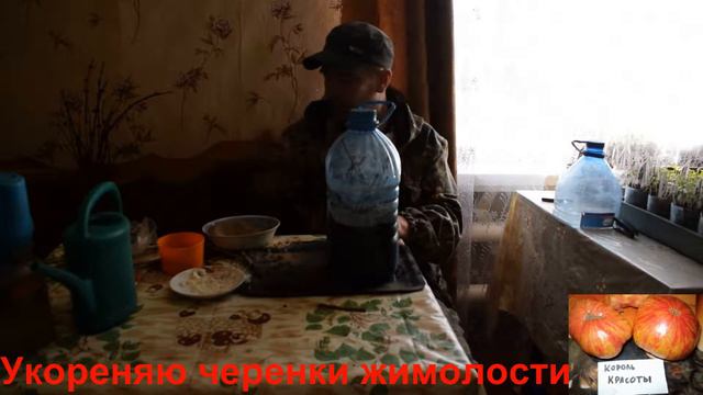 УКОРЕНЯЮ ЧЕРЕНКИ ЖИМОЛОСТИ часть 2/ROOTING CUTTINGS Of HONEYSUCKLE Part 2