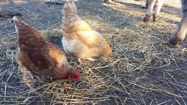 Можно ли давать курам овес смотреть онлайн