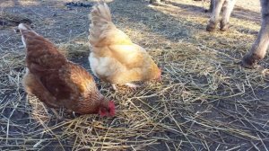 Можно ли давать курам овес