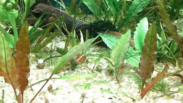 Из жизни креветок. смотреть онлайн