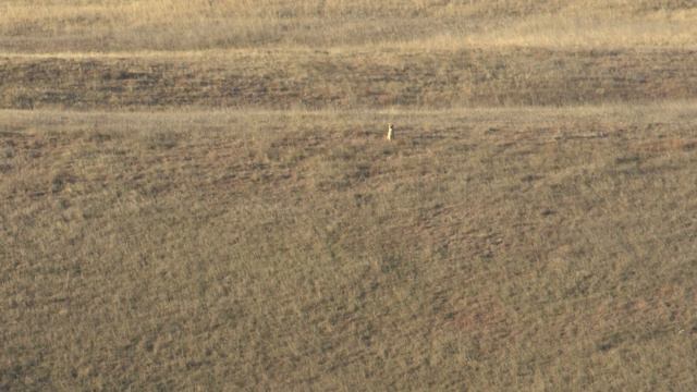 Del's First Coyote! A South Dakota Hunt with Randy Anderson смотреть онлайн