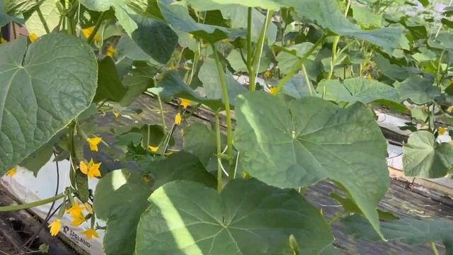 Первые сборы Бьерн F1 09.08.22г. Огурец BJORN F1 смотреть онлайн