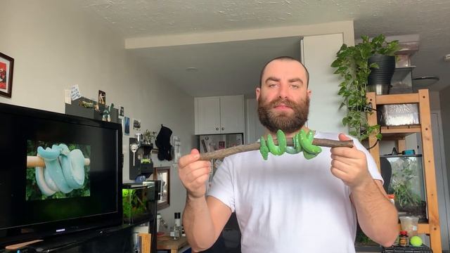 SPICY SPECIES REVIEW: GREEN TREE PYTHONS | whats it really like owning a green tree python? смотреть онлайн