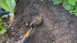 Ирис бородатый / Посадка ириса