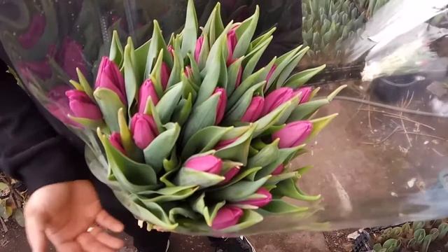 Вирощування тюльпанів. Тюльпан Пурпл Прінс. Tulips Purple pirnce / Выращивание тюльпанов. смотреть онлайн