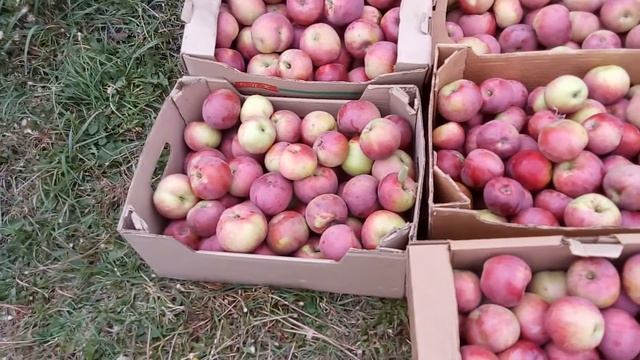 150 килограмм яблок сорта Спартан с одного дерева смотреть онлайн
