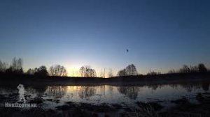 КРАСИВАЯ!! Охота на селезня с подсадной уткой. КЛАССИКА!! День 7-й.