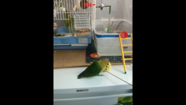 Первое знакомство неразлучника Гарика с фонтаном смотреть онлайн