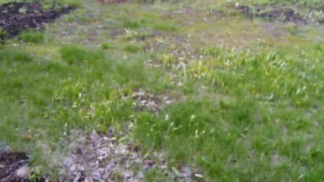 Дача в начале мая/небольшой обзор/что растет на участке/как же я люблю это время года смотреть онлайн