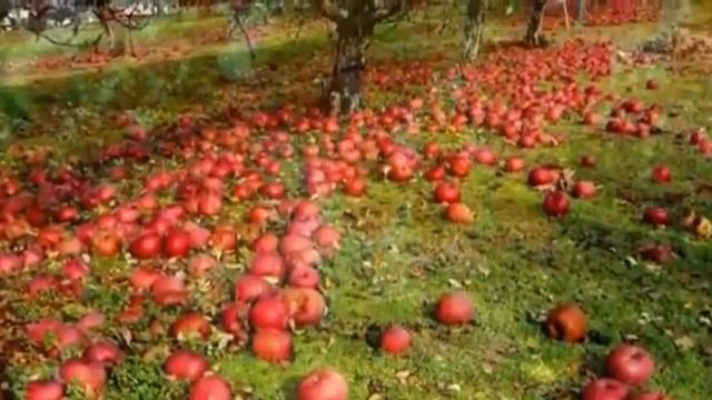 Мелодекламация "Август,астры..."(авт.М.Цветаева) смотреть онлайн