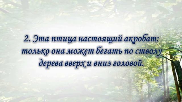 Викторина Что в лесу растёт, кто в лесу живёт смотреть онлайн