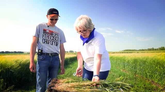 Защита посевов пшеницы. Часть 2. Тульская область смотреть онлайн